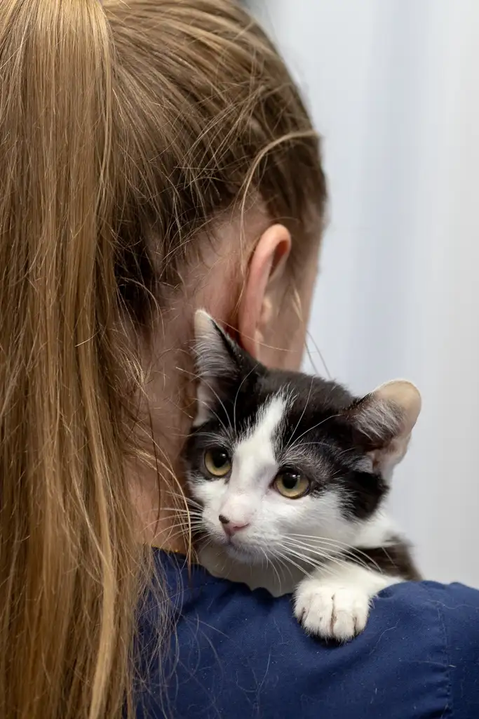 Кошка Смородинка - фото 4