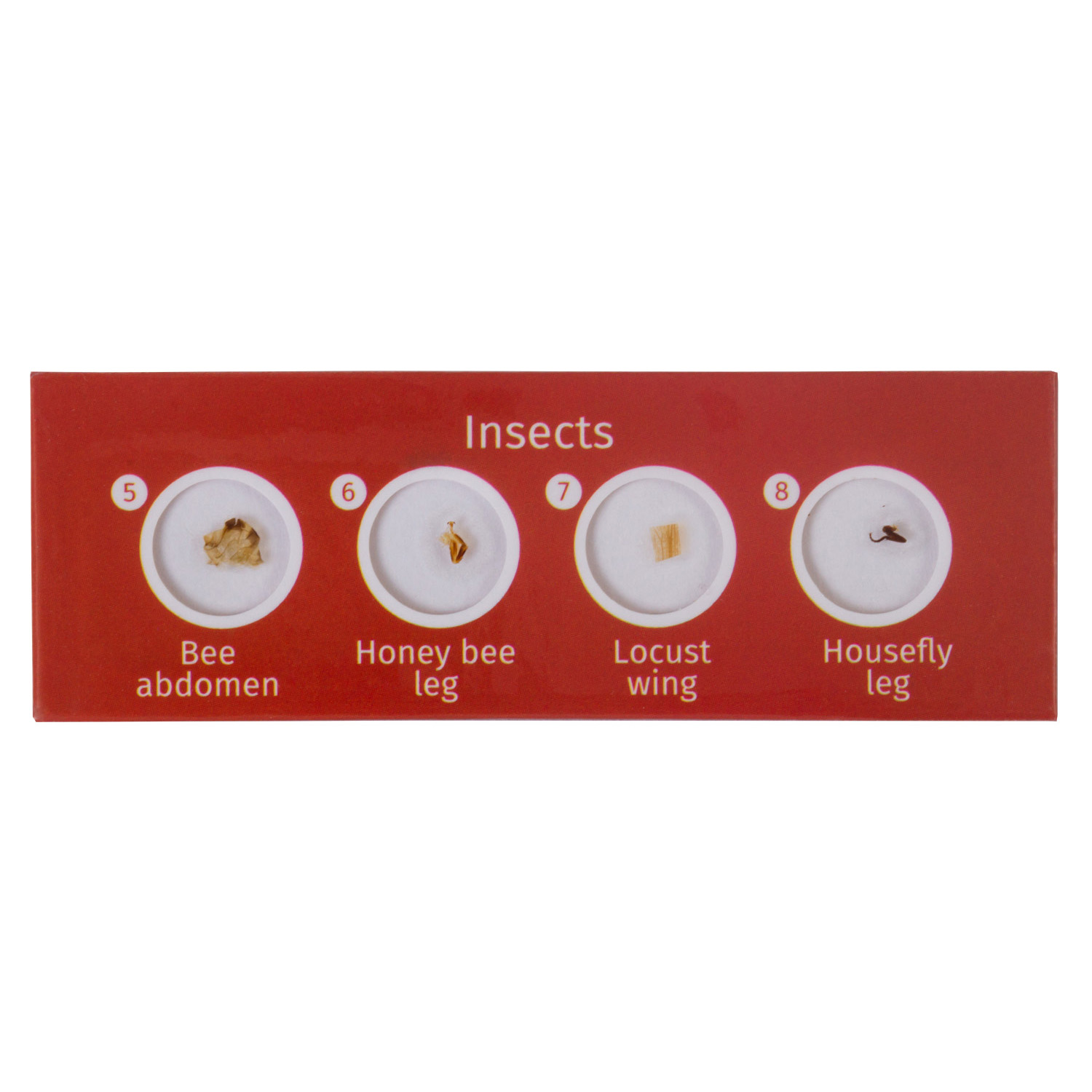 Наглядное пособие Levenhuk - фото 3