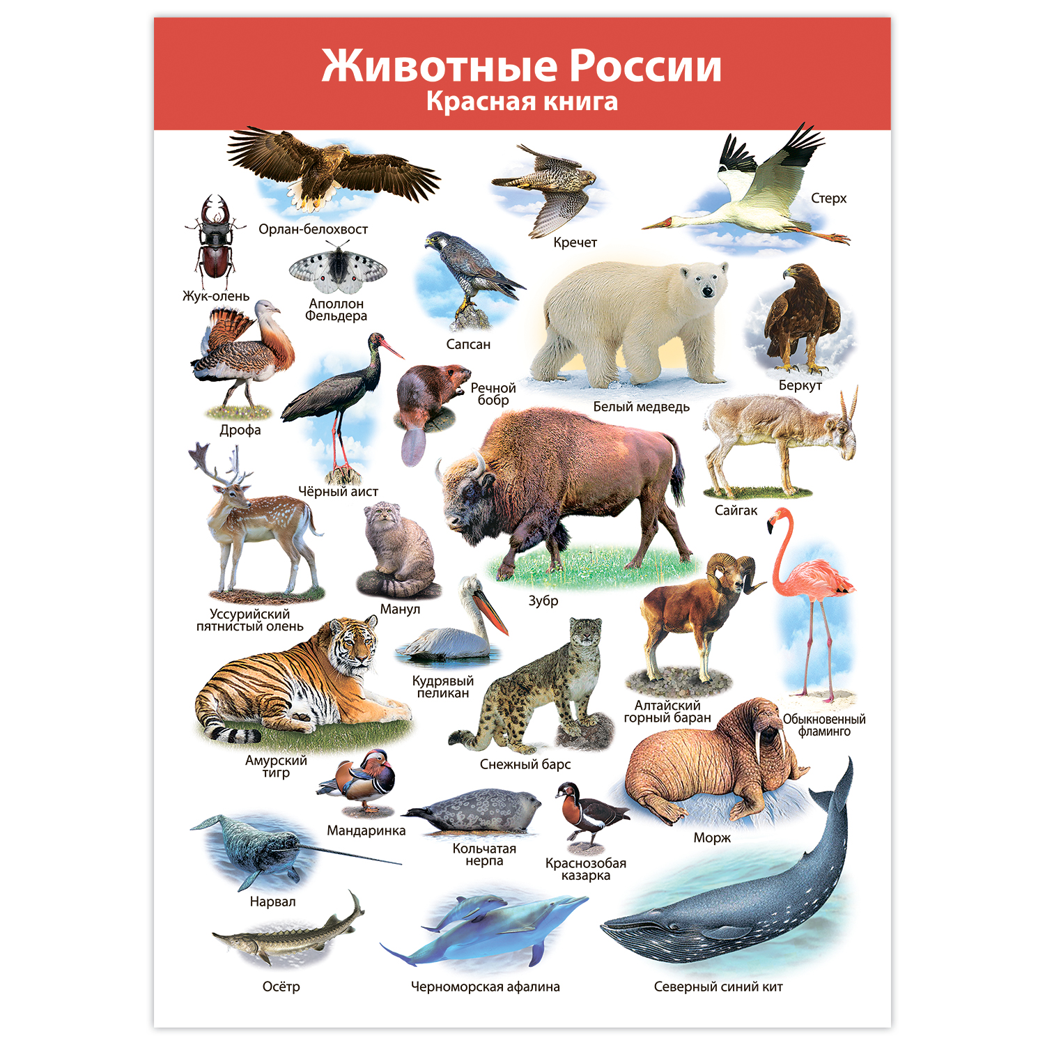 Настольная игра Дрофа-Медиа - фото 7