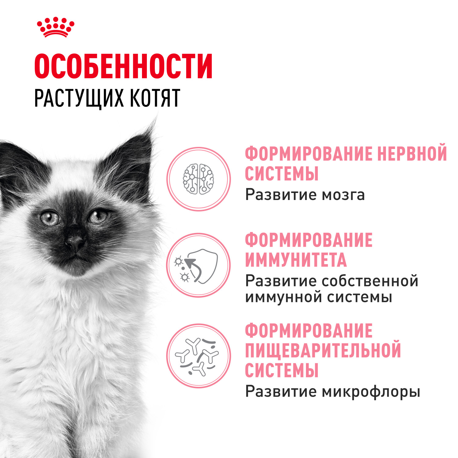 Корм сухой для котят ROYAL CANIN Kitten 2кг - фото 2