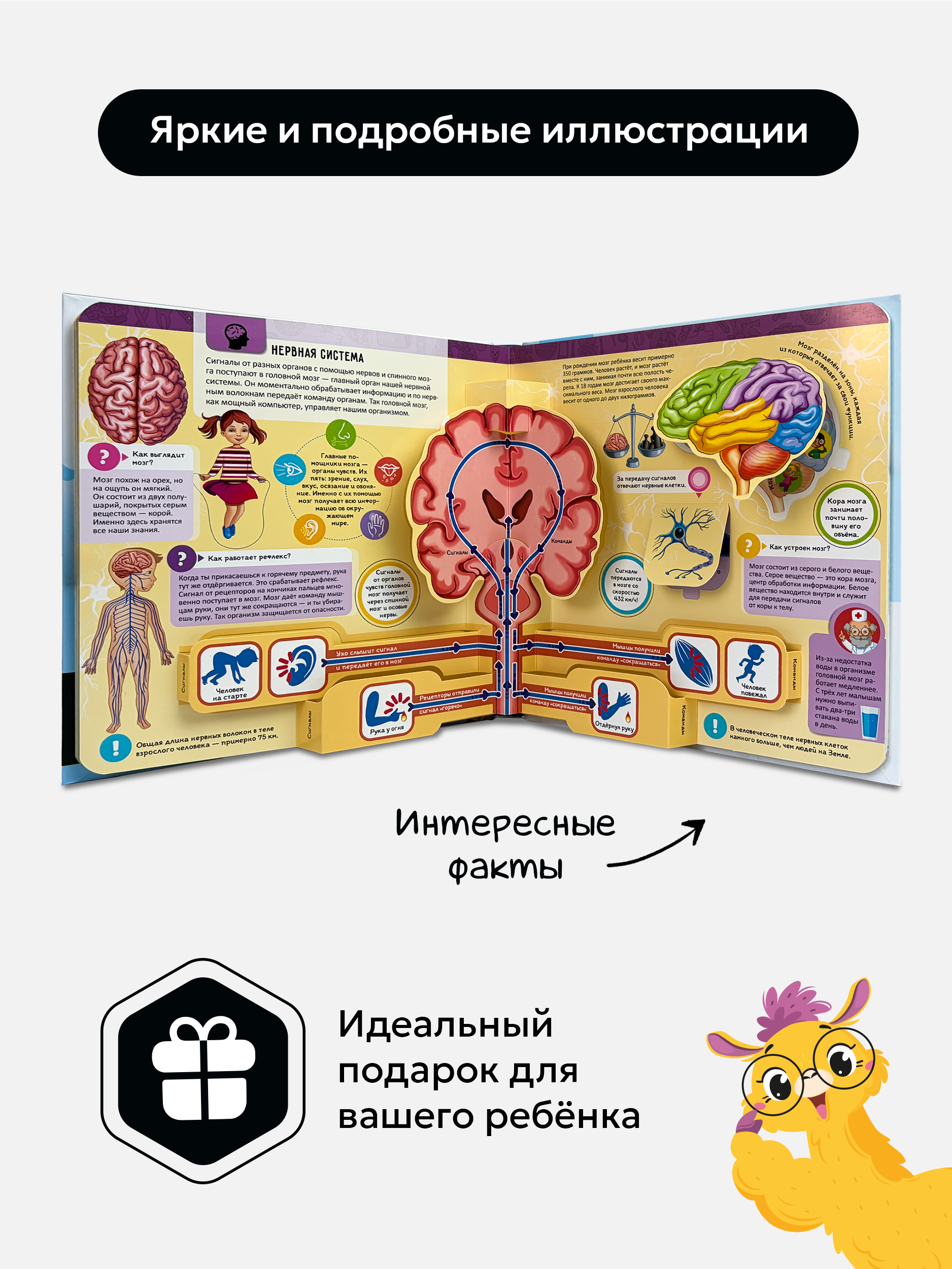 Книга Анатомия Как устроен человек? Malamalama Интерактивная Энциклопедия для детей с объемными картинками 3Д - фото 4