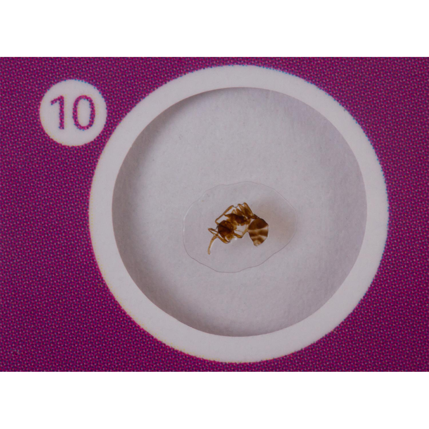 Наглядное пособие Levenhuk - фото 6