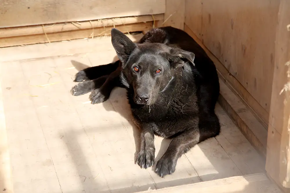 Собака Осташка - фото 2