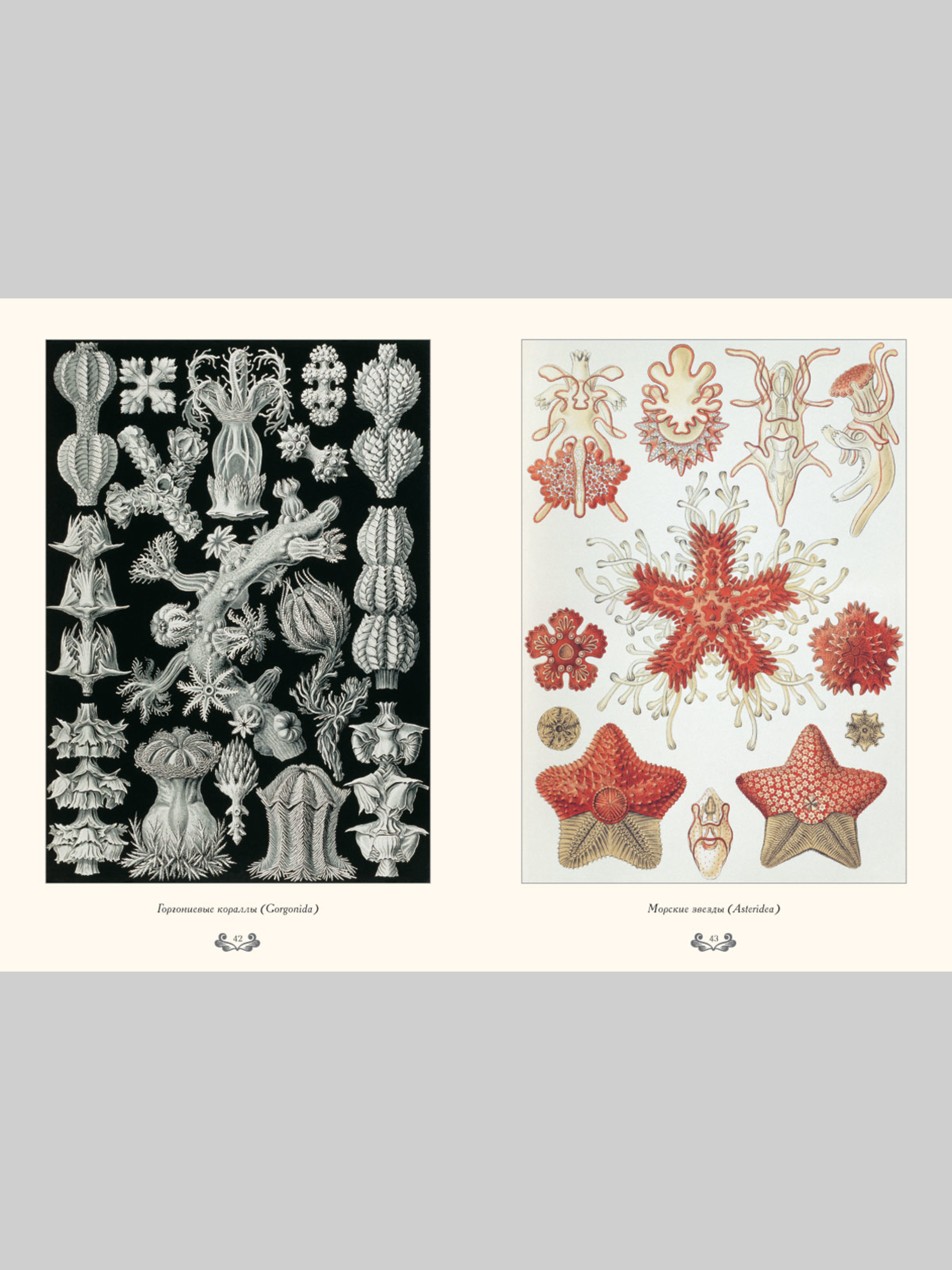 Книга Белый город Красота форм в природе. Э. Геккель (Великие полотна) - фото 5