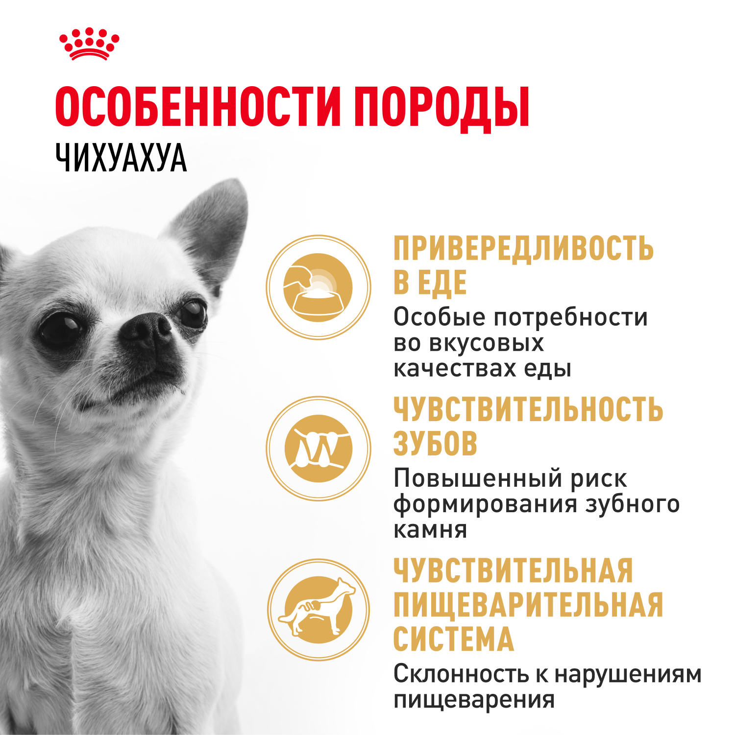 Корм для собак ROYAL CANIN породы чихуахуа 500г - фото 3