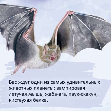Книга Махаон Рита Мэйбл Скьяво. Самые удивительные животные в натуральную величину