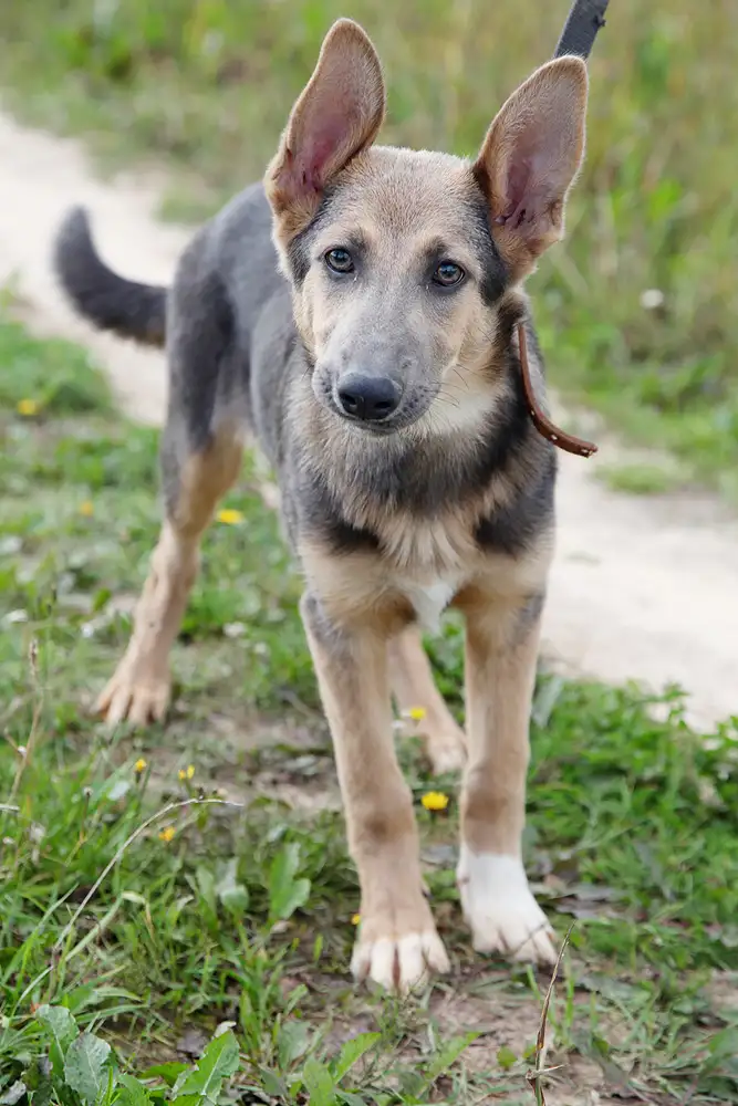 Собака Рига - фото 3