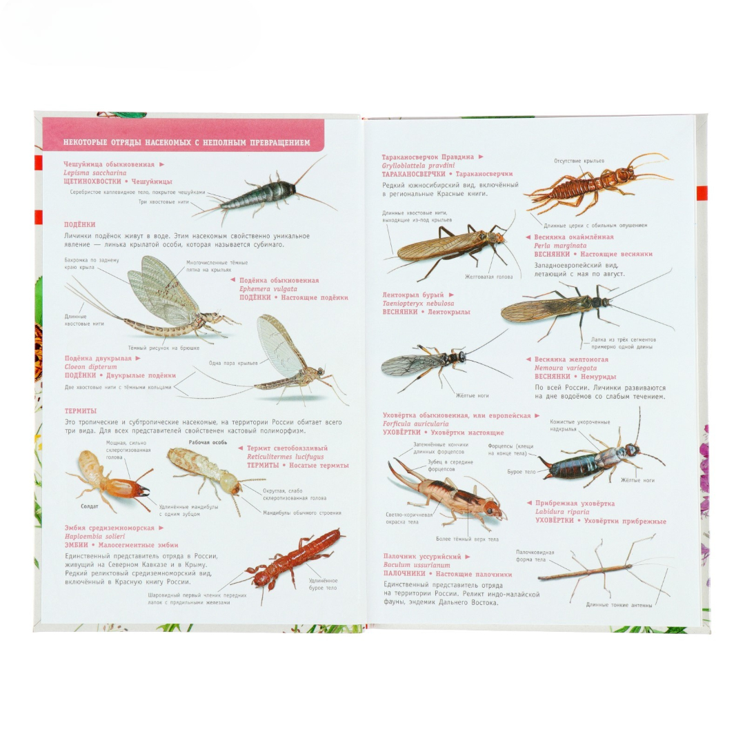 Лучший определитель АСТ Насекомые России - фото 3