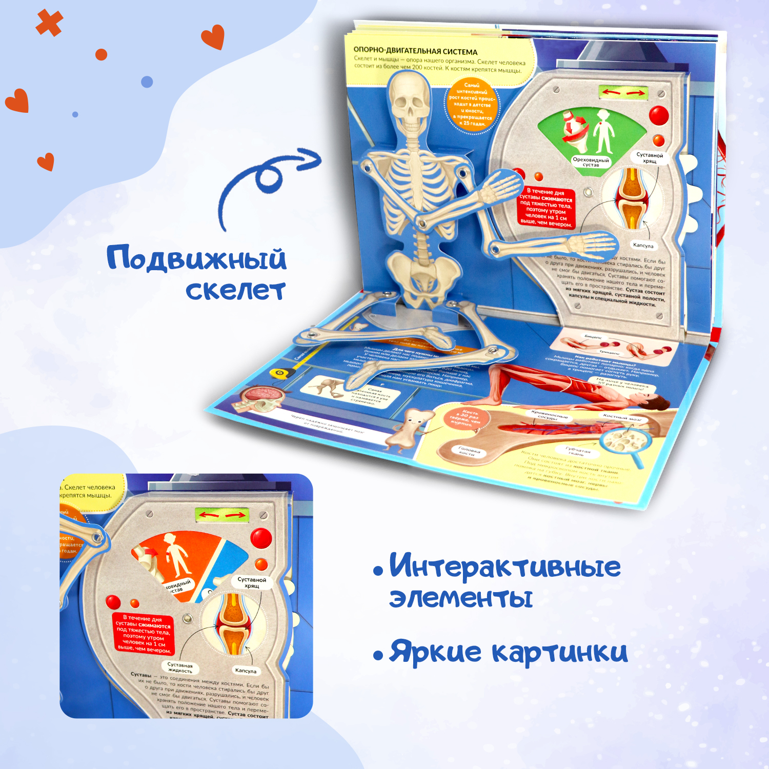 Книга Malamalama Анатомия человека с объемными картинками для детей - фото 5