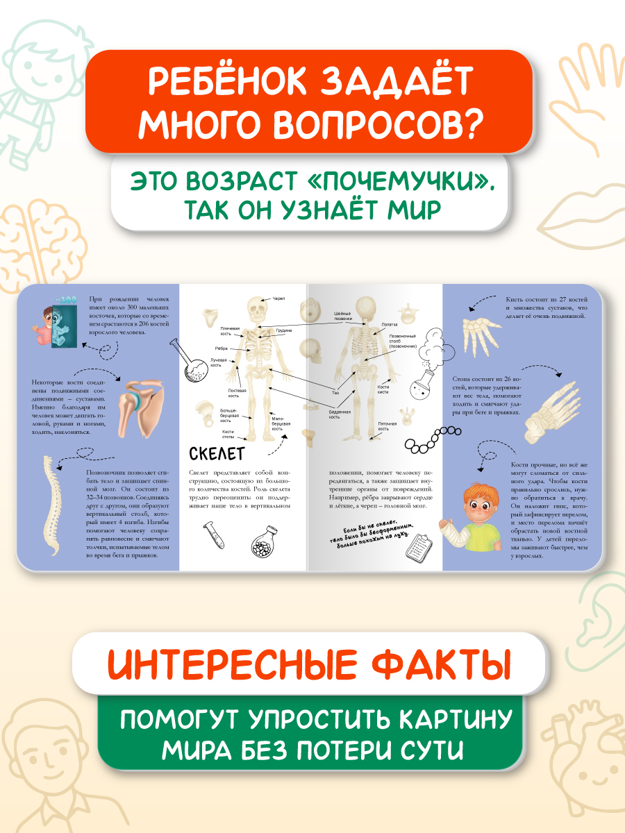 Книжка картонная Проф-Пресс энциклопедия Тело человека - фото 4