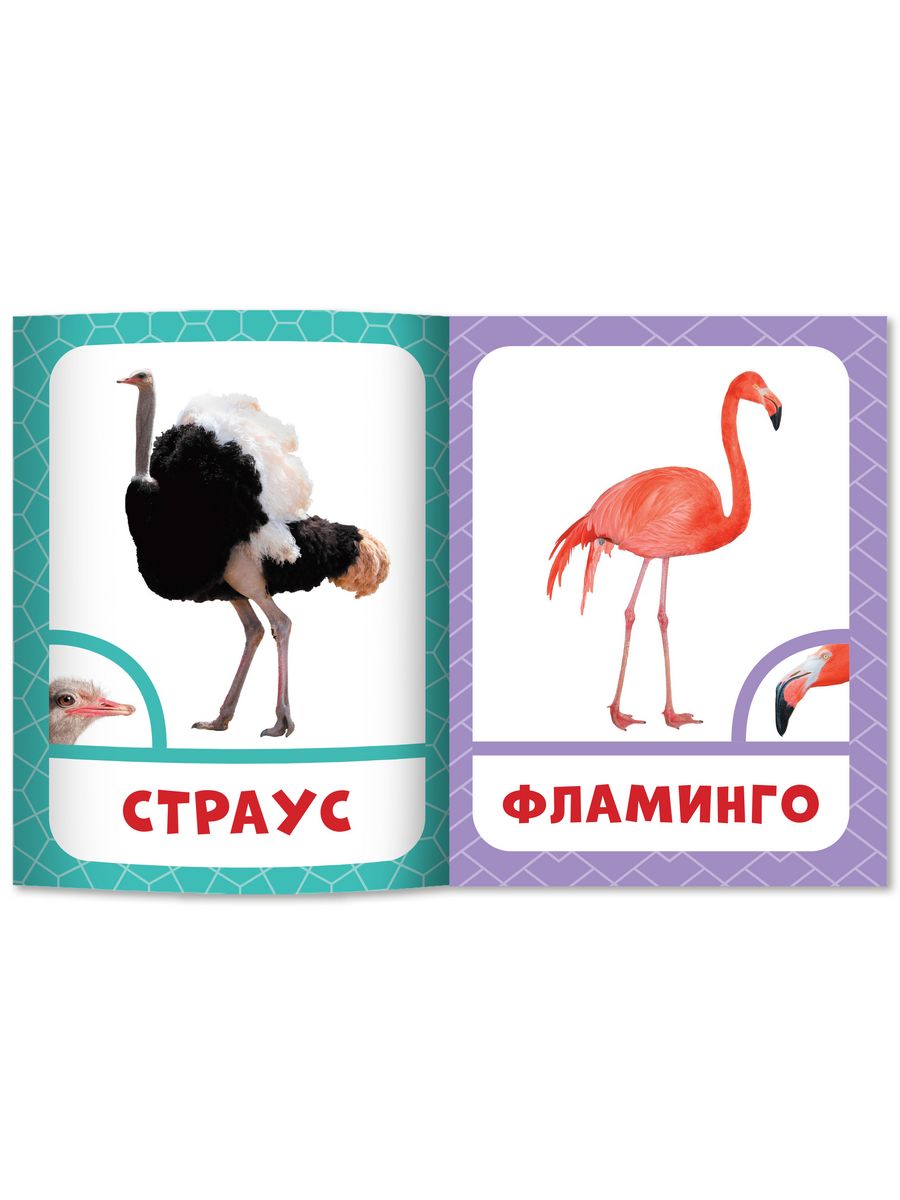Набор из 6 книг Феникс Премьер Запуск речи с рождения! Фотокарточки с животными - фото 8