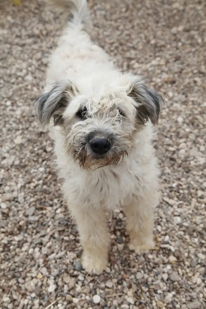 Собака Сандра - фото 2