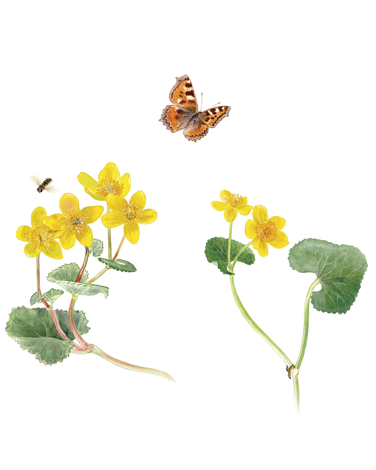 Книга ALBUS CORVUS Софи в мире цветов - фото 5