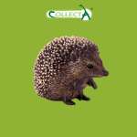 Фигурка Collecta Ежик