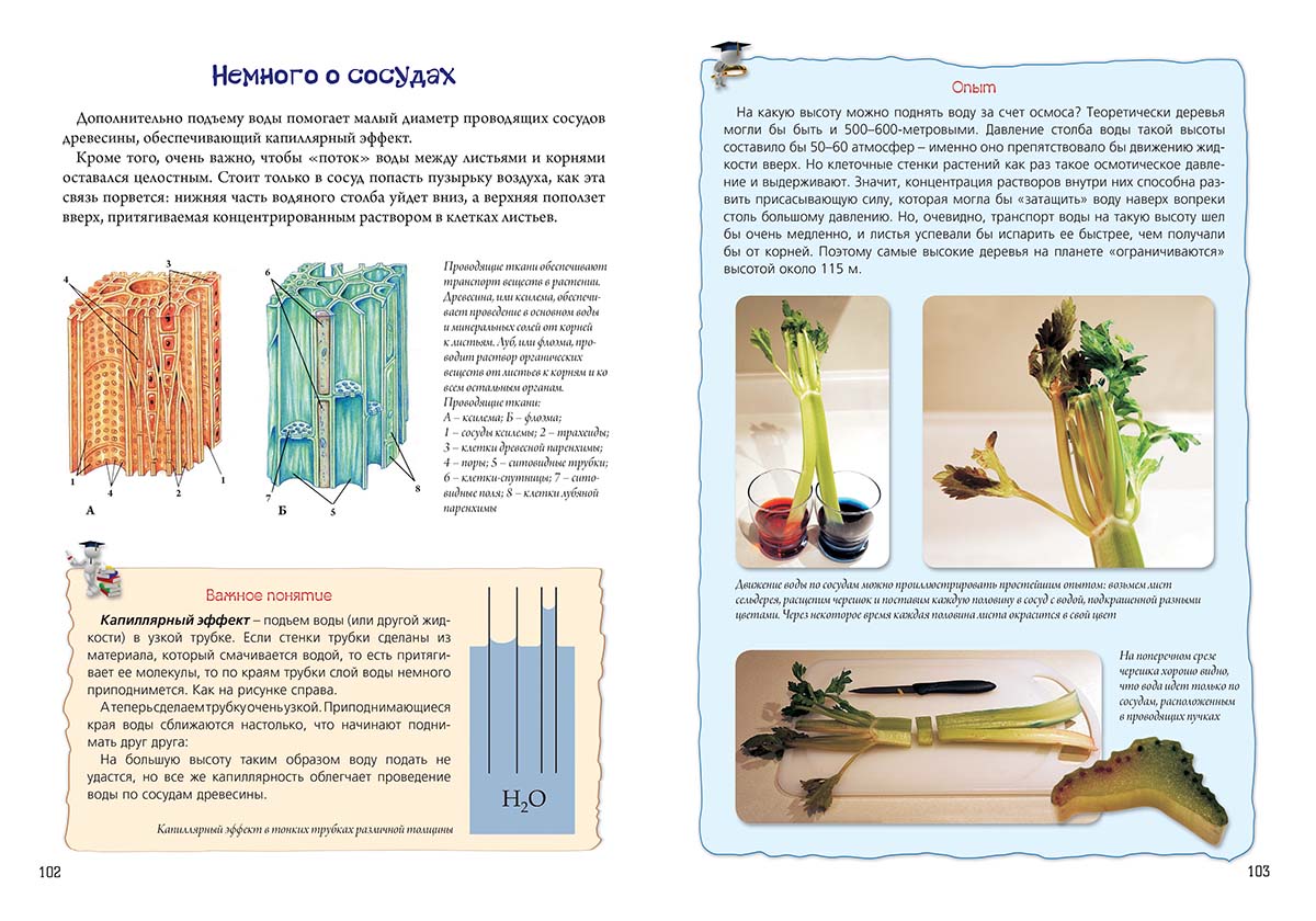 Книга Белый город Нескучная биология с задачами и решениями - фото 4