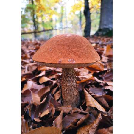 Книга Эксмо Грибы
