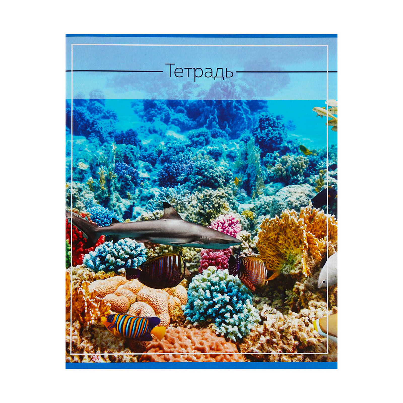 Тетрадь Calligrata клетка - фото 7