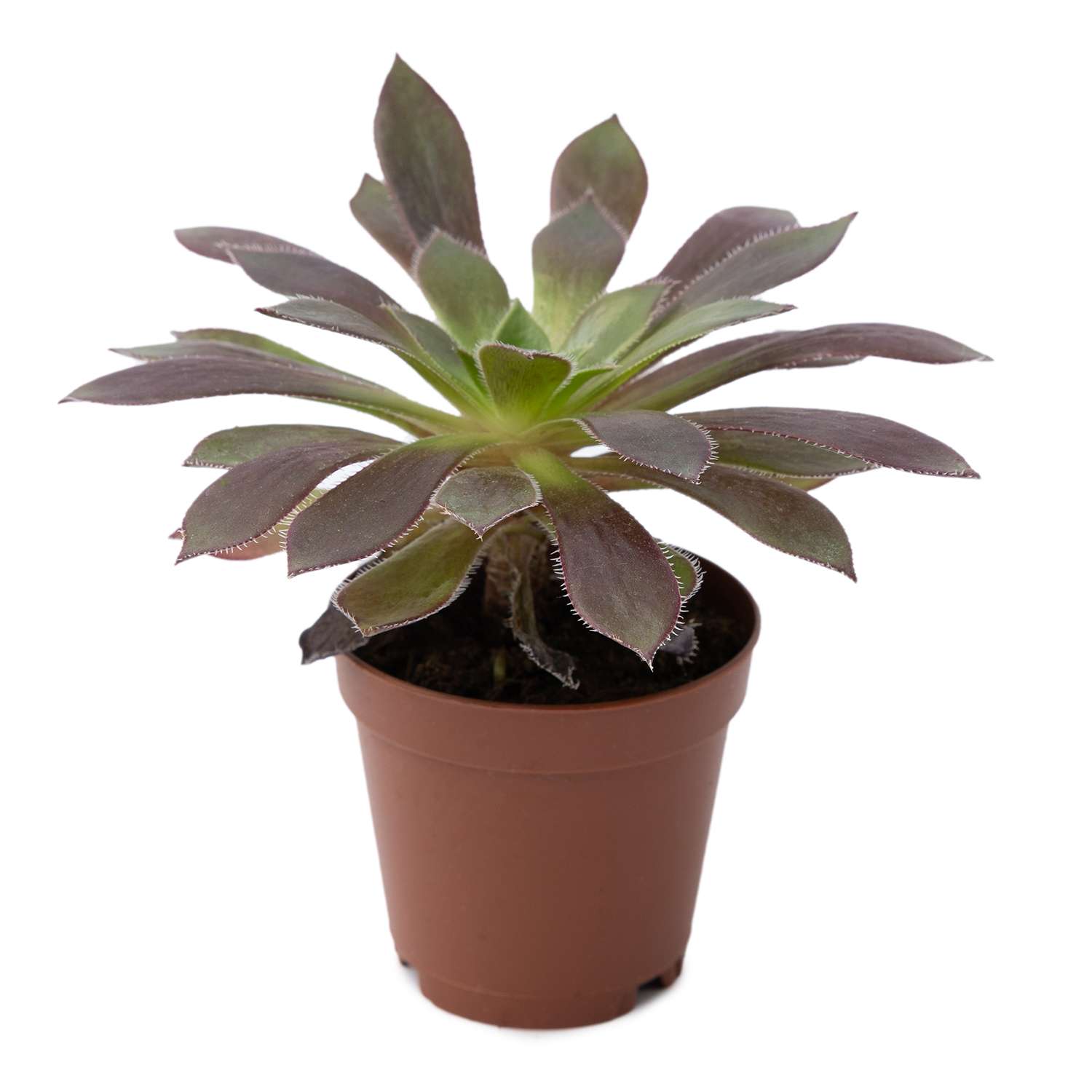 Растение ЕТК Суккуленты D5.5 в ассортименте - фото 5