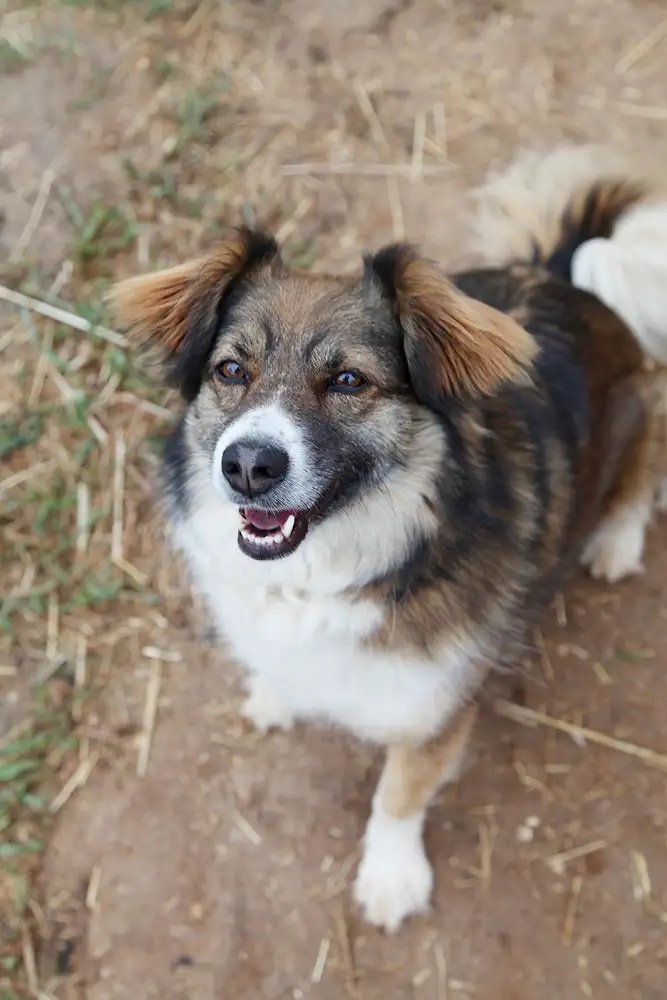 Собака Славка - фото 4