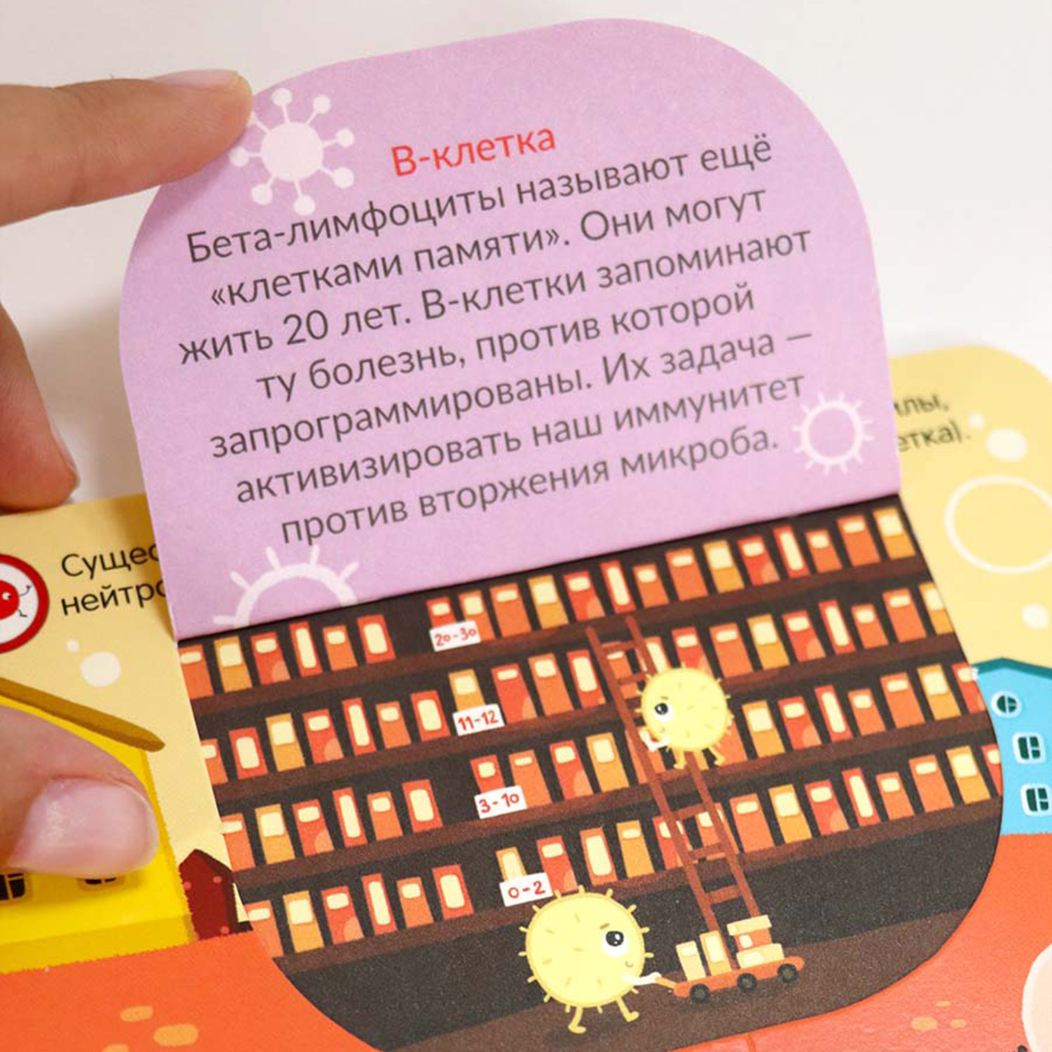 Набор книг с окошками Malamalama Вирусы и бактерии и иммунитет энциклопедии для детей - фото 2