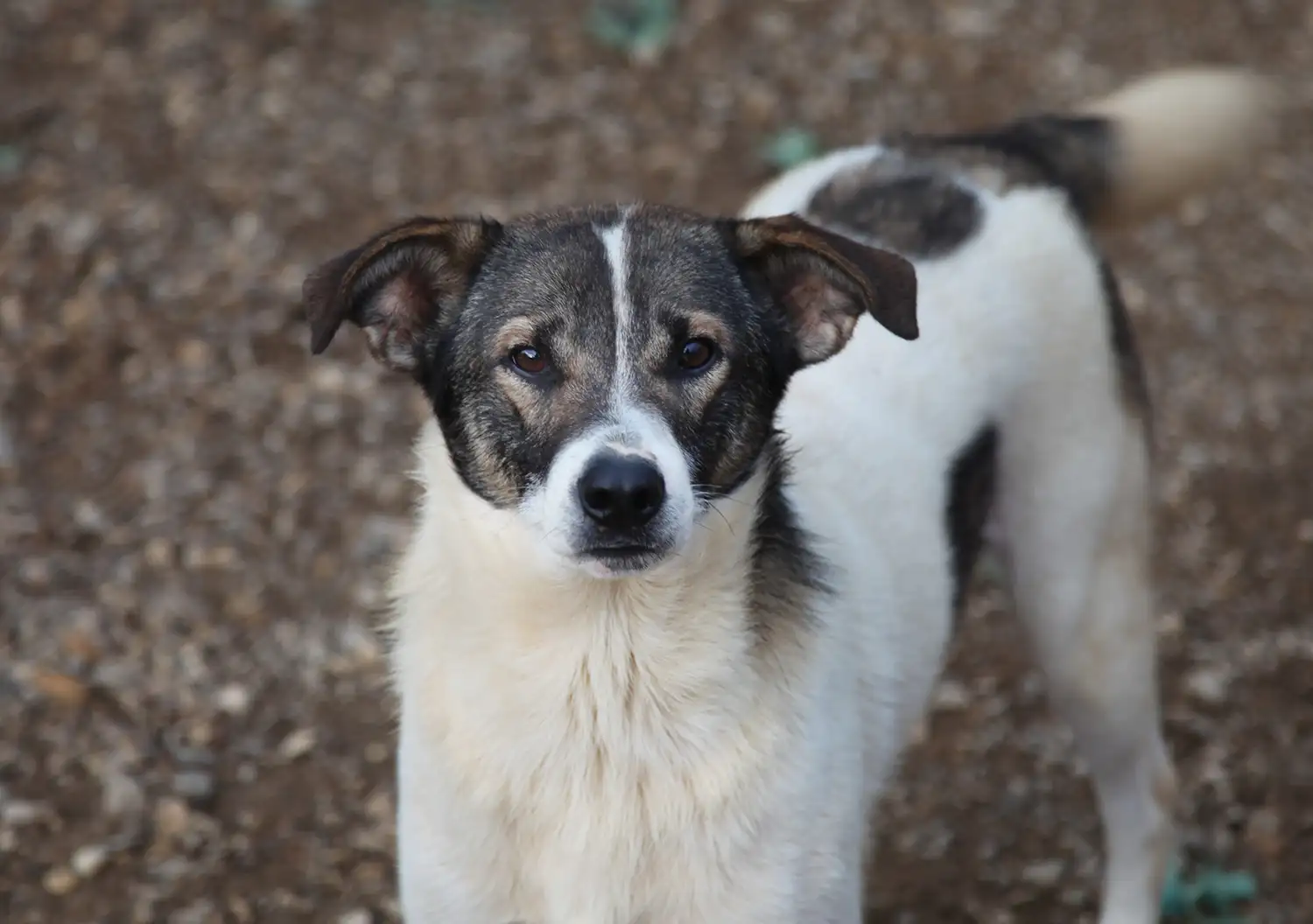 Собака Мичиган - фото 5