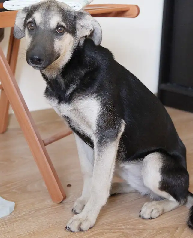 Собака Ивеко - фото 2