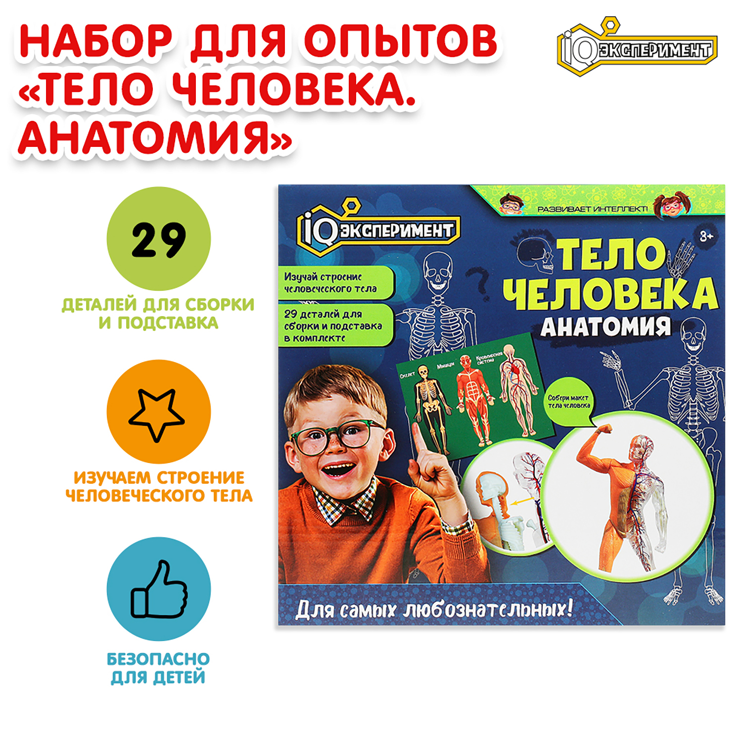 Набор для опытов Играем вместе Тело человека - фото 1