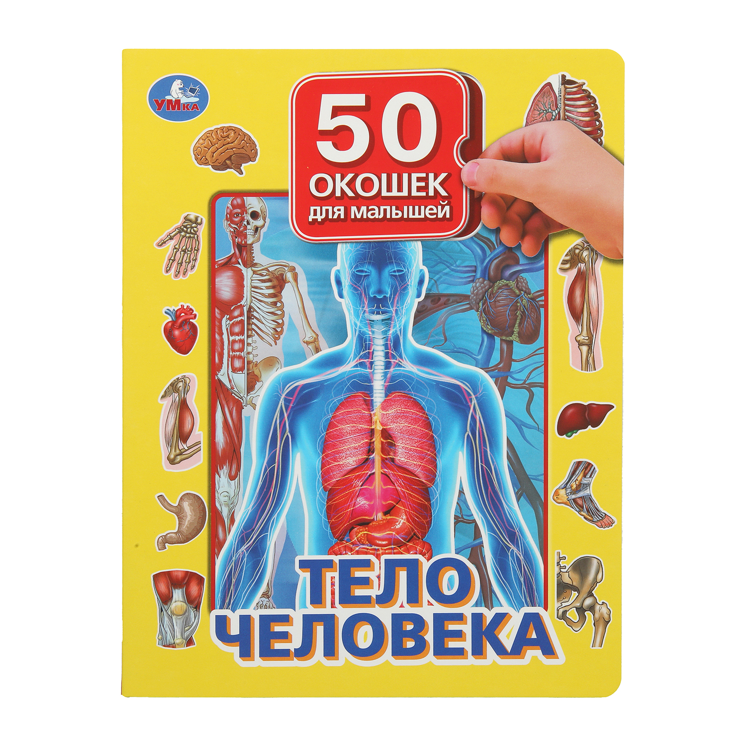 Книга Тело человека 394204 - фото 1