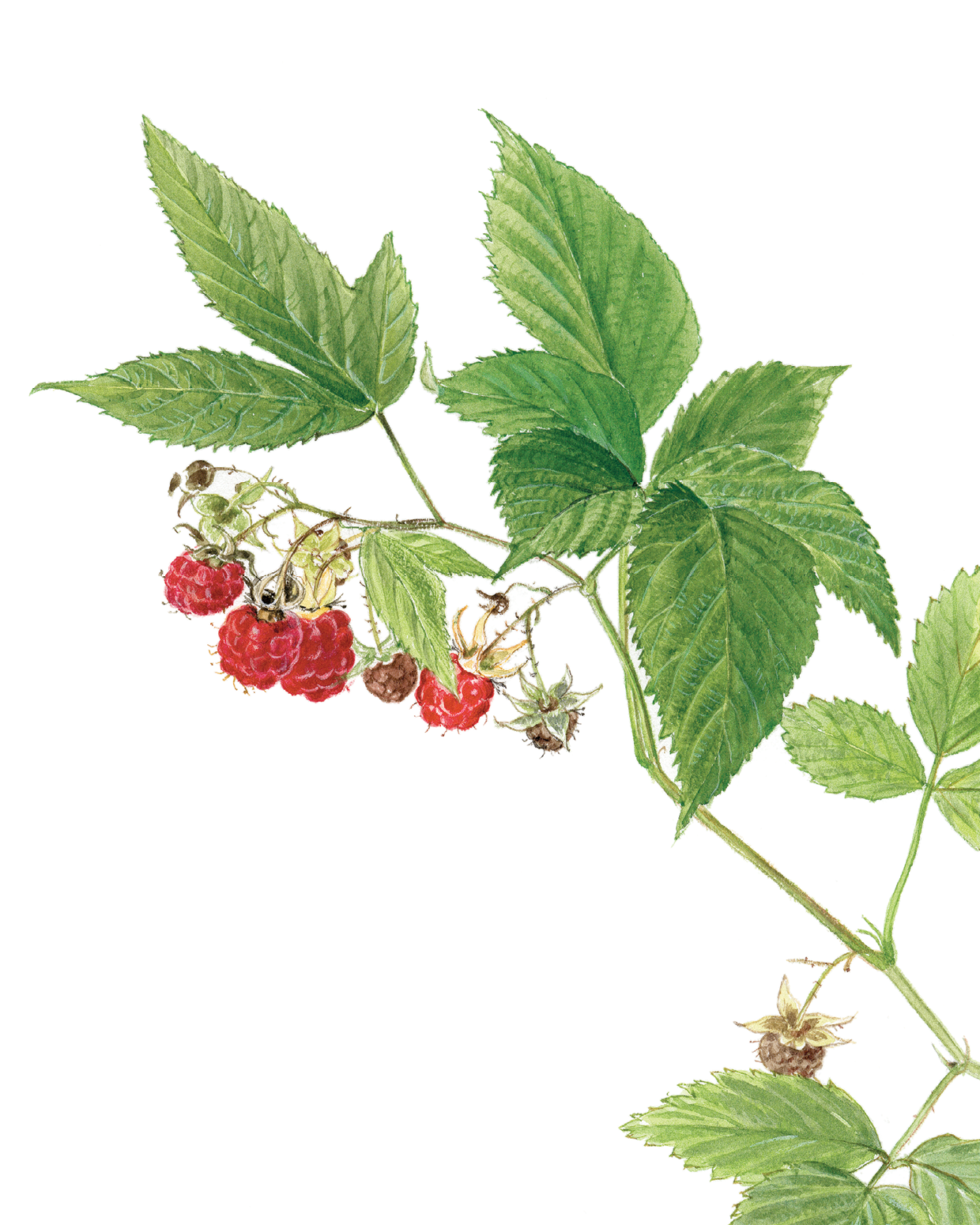 Книга ALBUS CORVUS Софи в мире ягод - фото 7