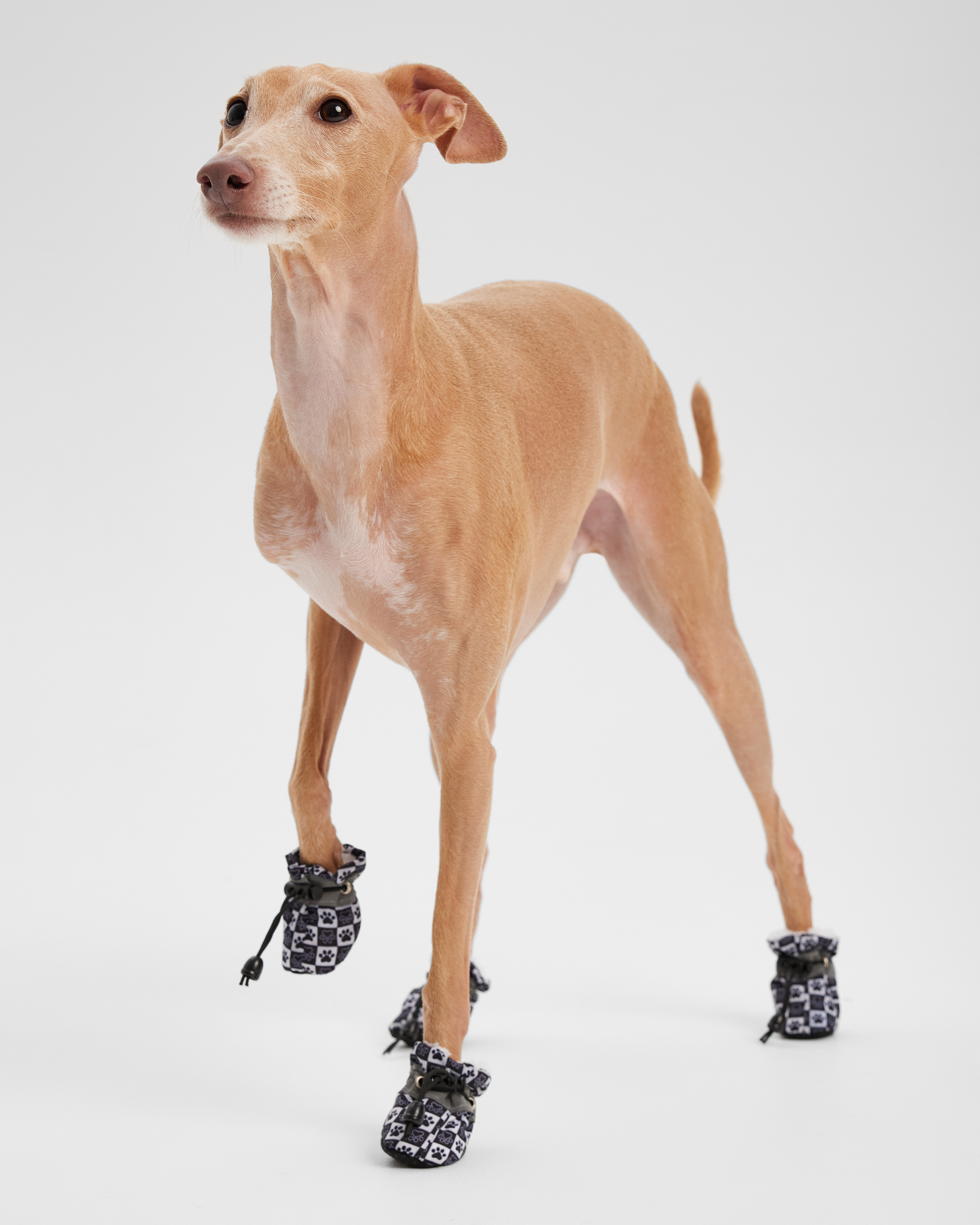 Ботинки для собак Зоозавр 4 шт - фото 1