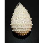 Украшение ёлочное Магия праздника NY18/014-1