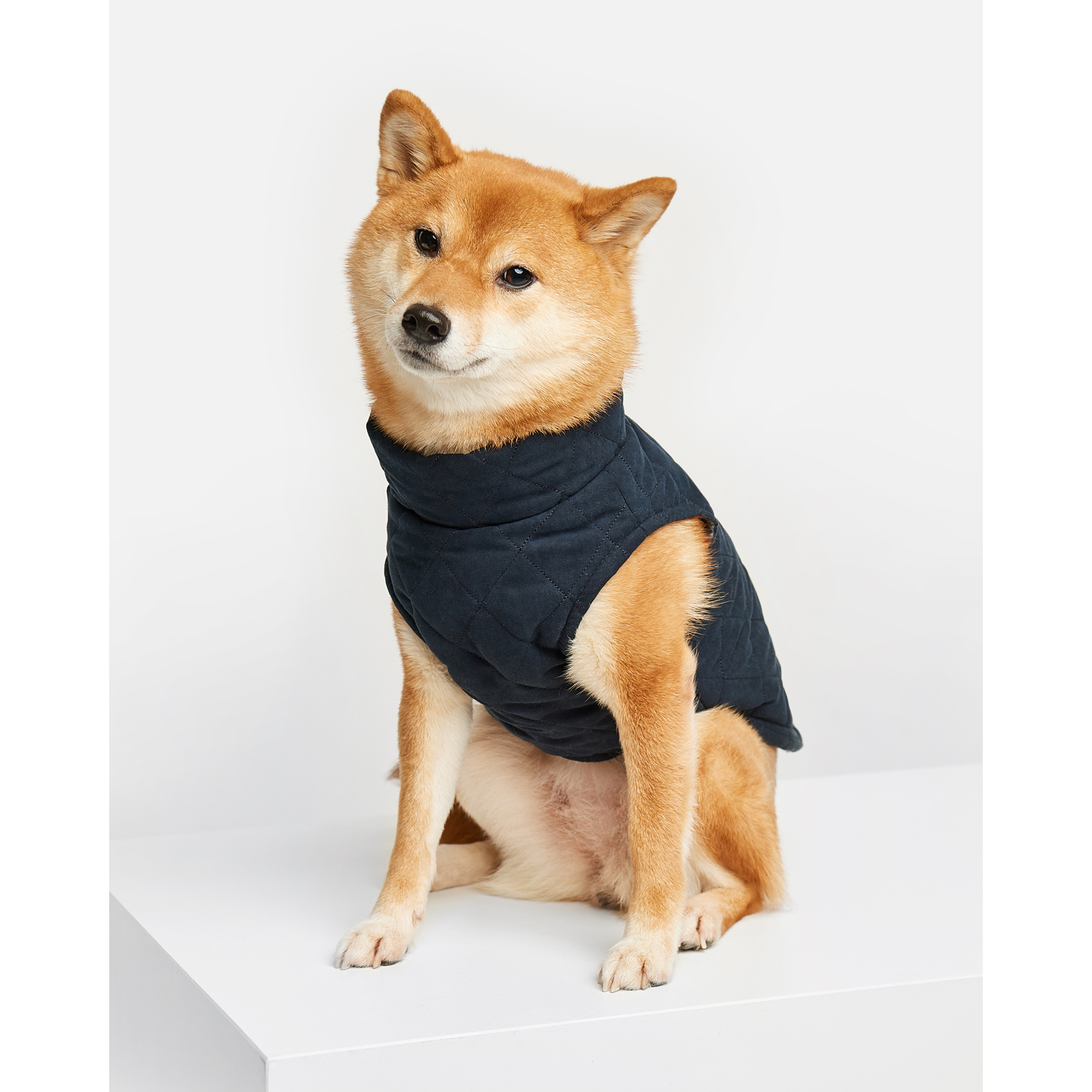 Жилет для собак Зоозавр темно-синий 35 - фото 1