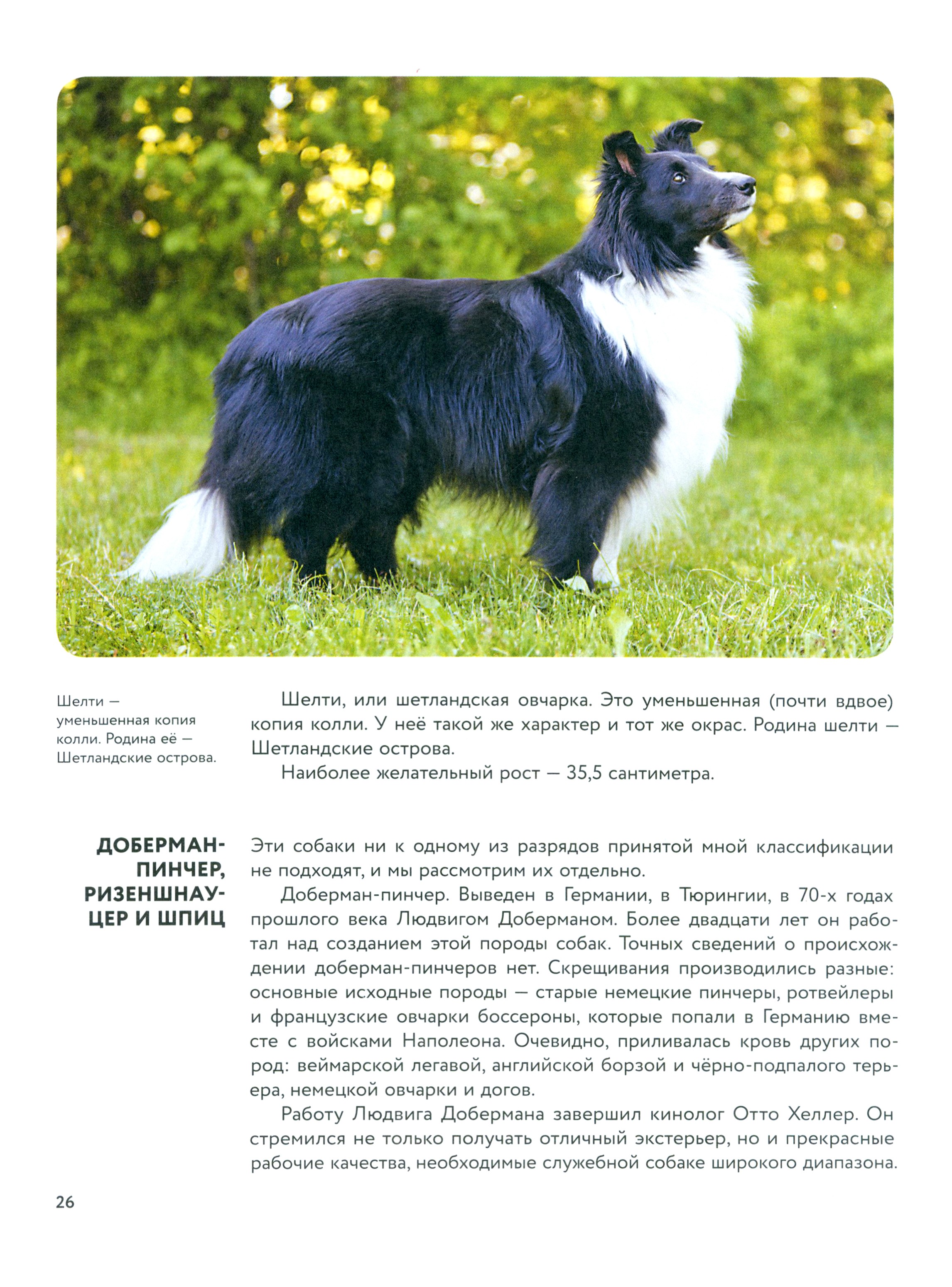 Книга ИД Мещерякова Мир животных Рассказы о домашних животных - фото 5