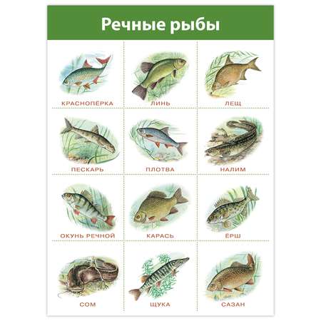 Настольная игра Дрофа-Медиа