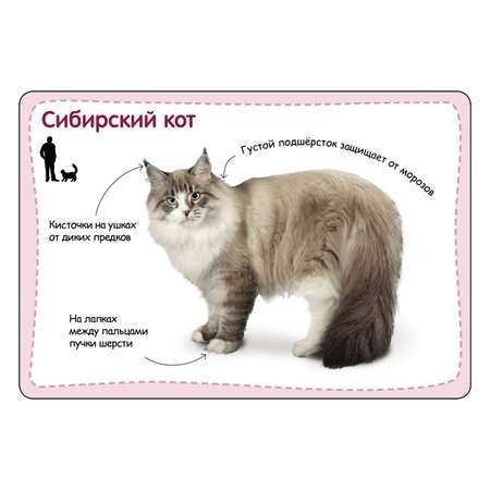 Энциклопедия в карточках Росмэн Домашние питомцы.