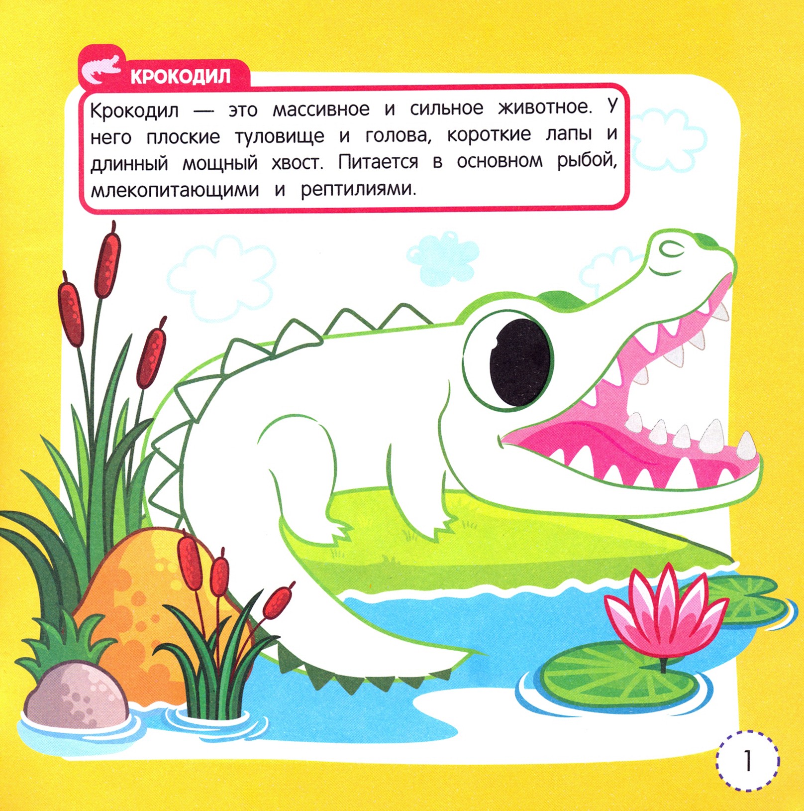 Книга Феникс Премьер Дикие животные Книжка-раскраска - фото 2