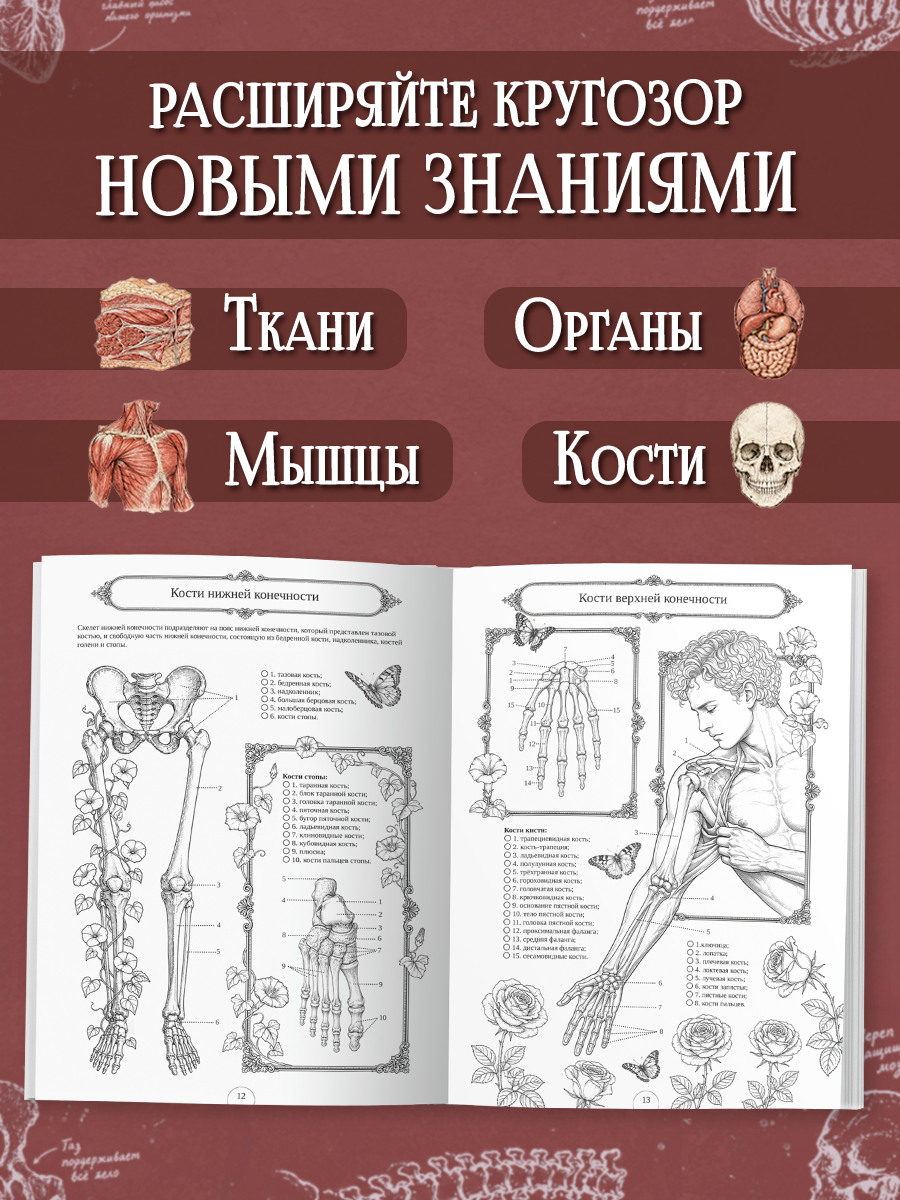 Раскраска-атлас Проф-Пресс Анатомия человека - фото 2