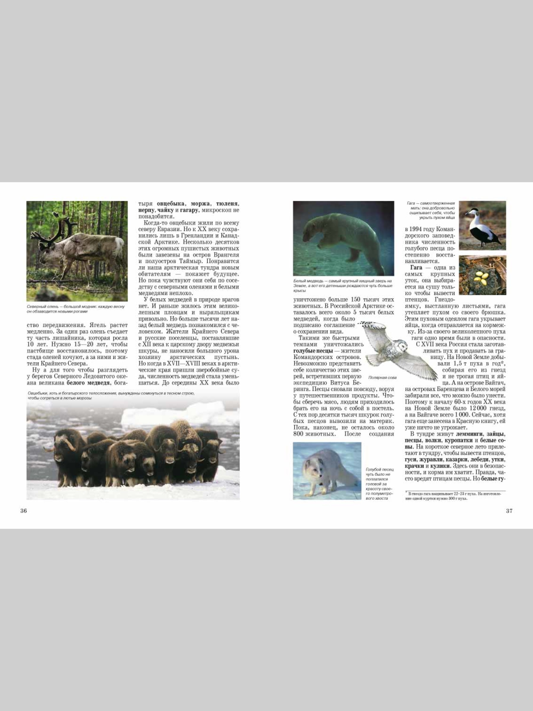 Книга Белый город Природа России - фото 9