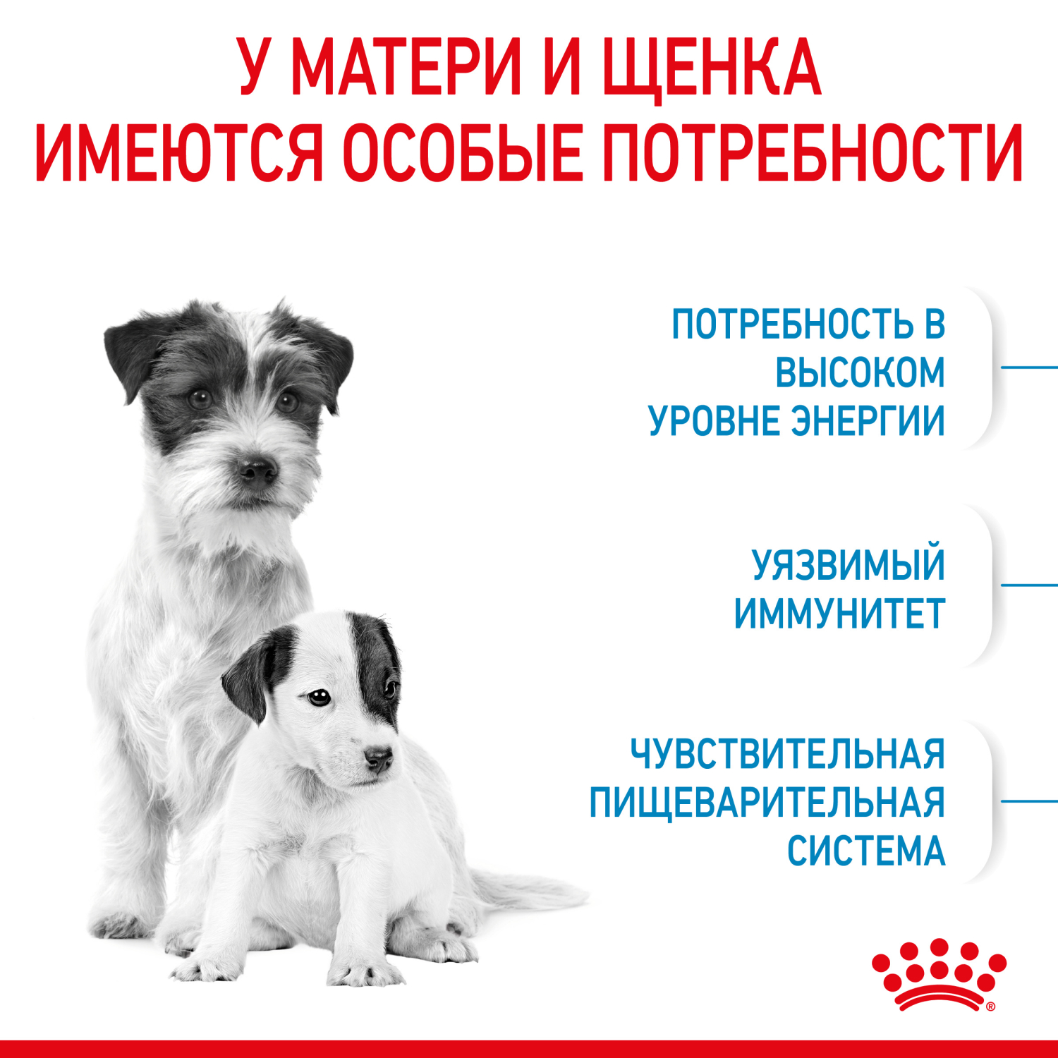 Корм для щенков ROYAL CANIN Starter мелких пород 1кг - фото 5