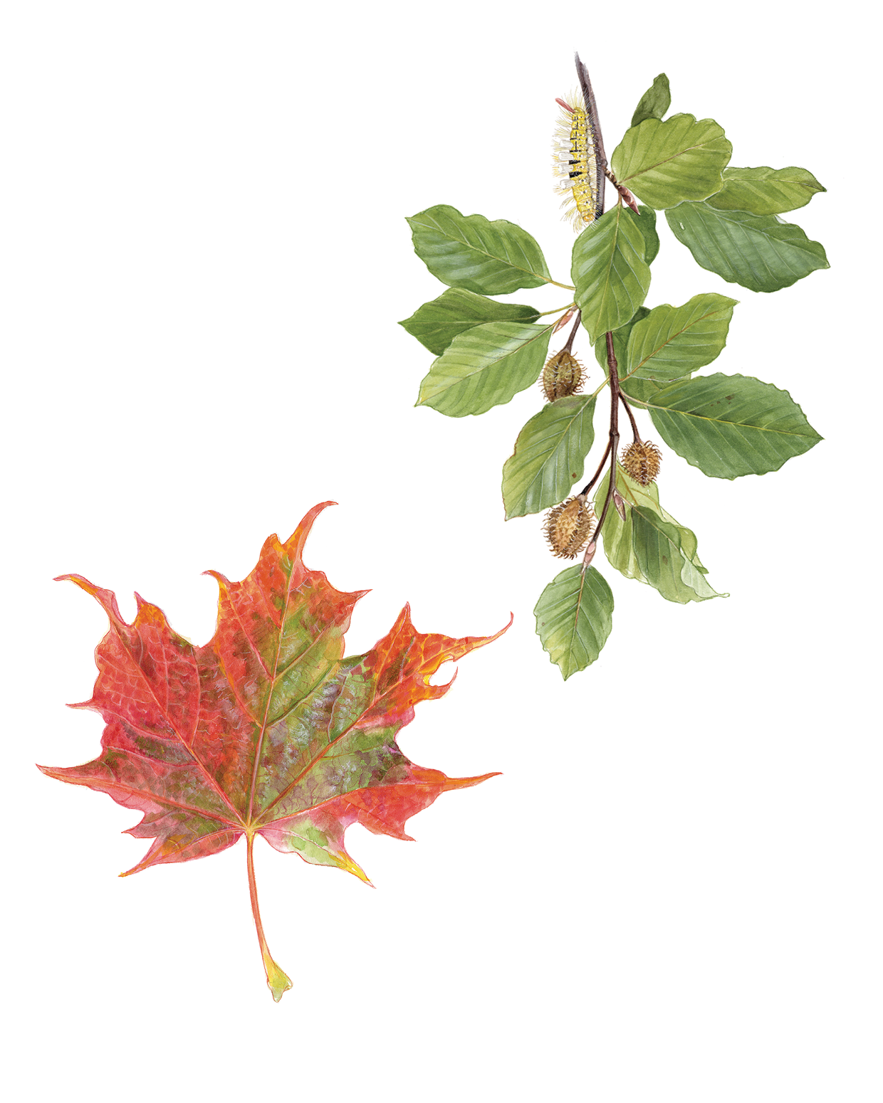 Книга ALBUS CORVUS Софи в мире деревьев - фото 5