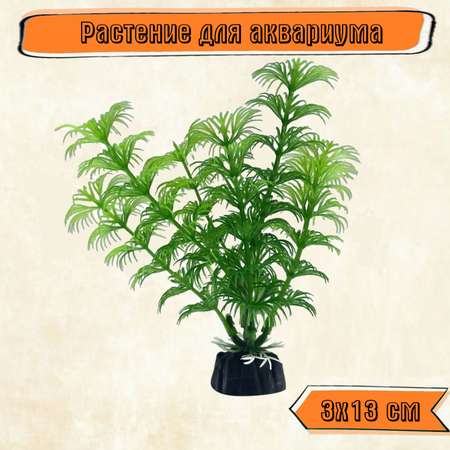 Аквариумное растение Rabizy водоросли 3х13 см