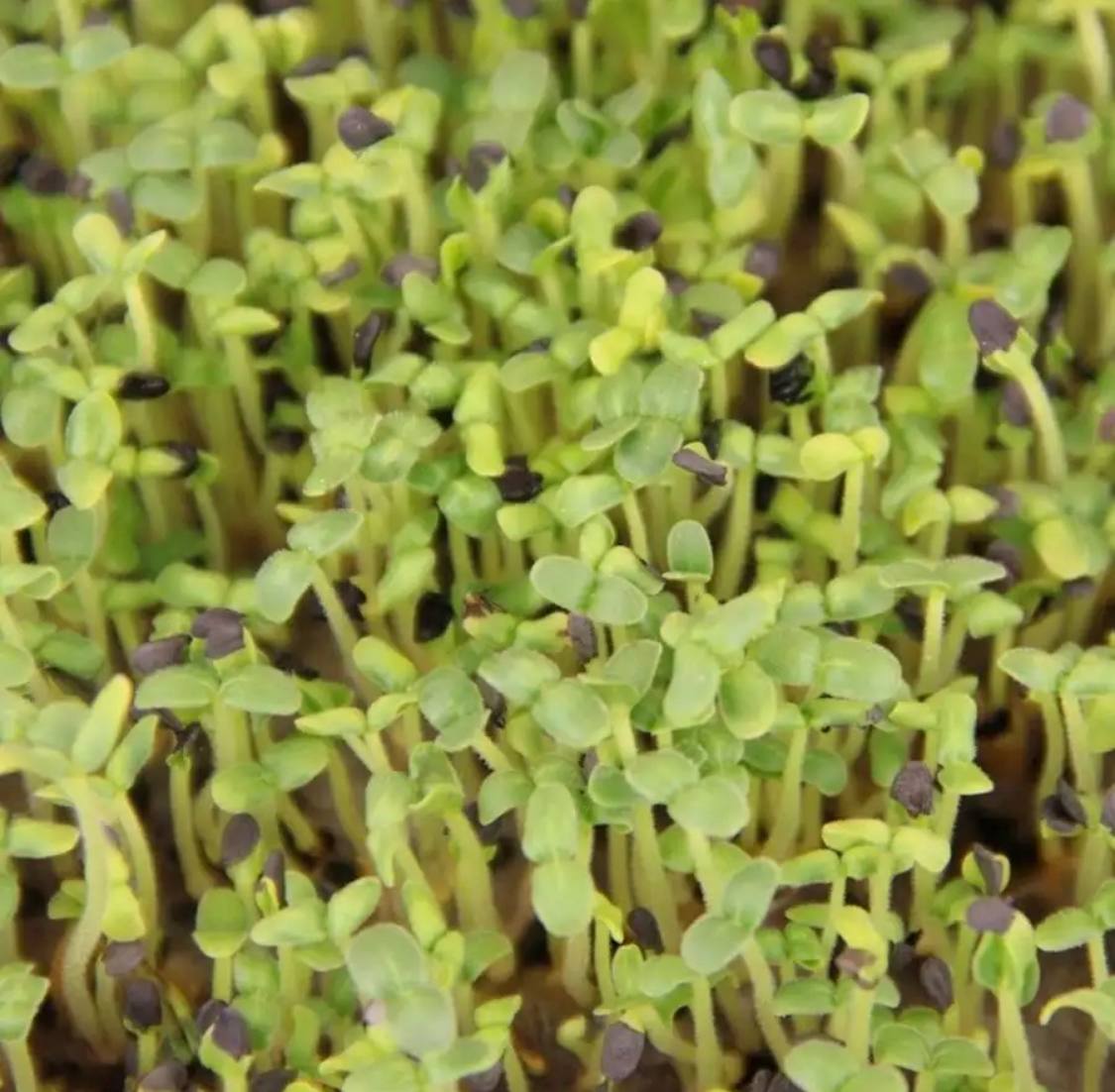 Семена для микрозелени MegaMedia кунжут черный - фото 4