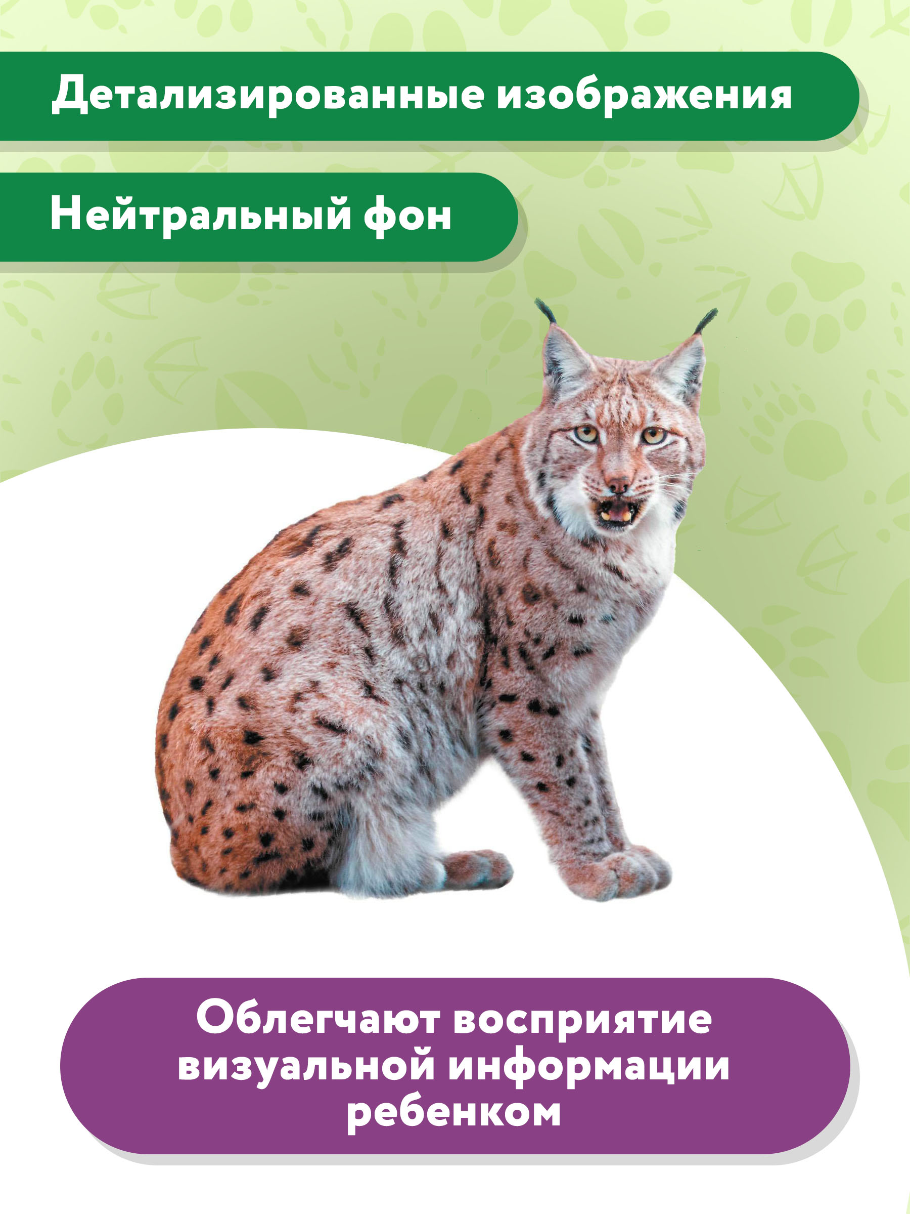 Книга Феникс Премьер Животные леса. Фотоброшюра 0+ - фото 4