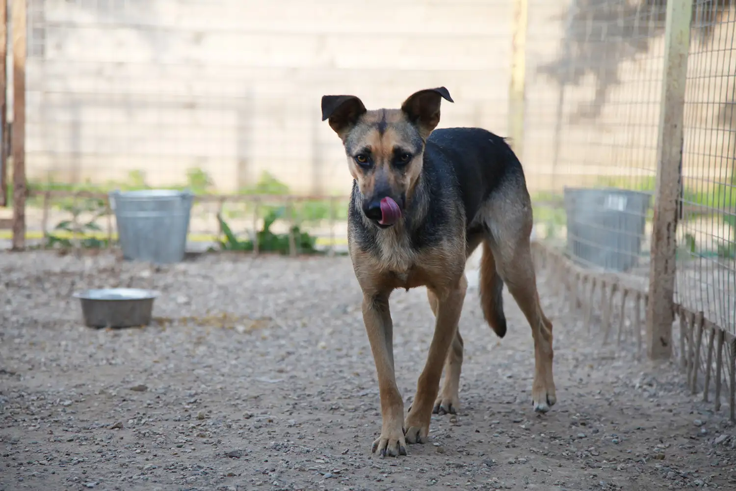 Собака Принцесса - фото 5