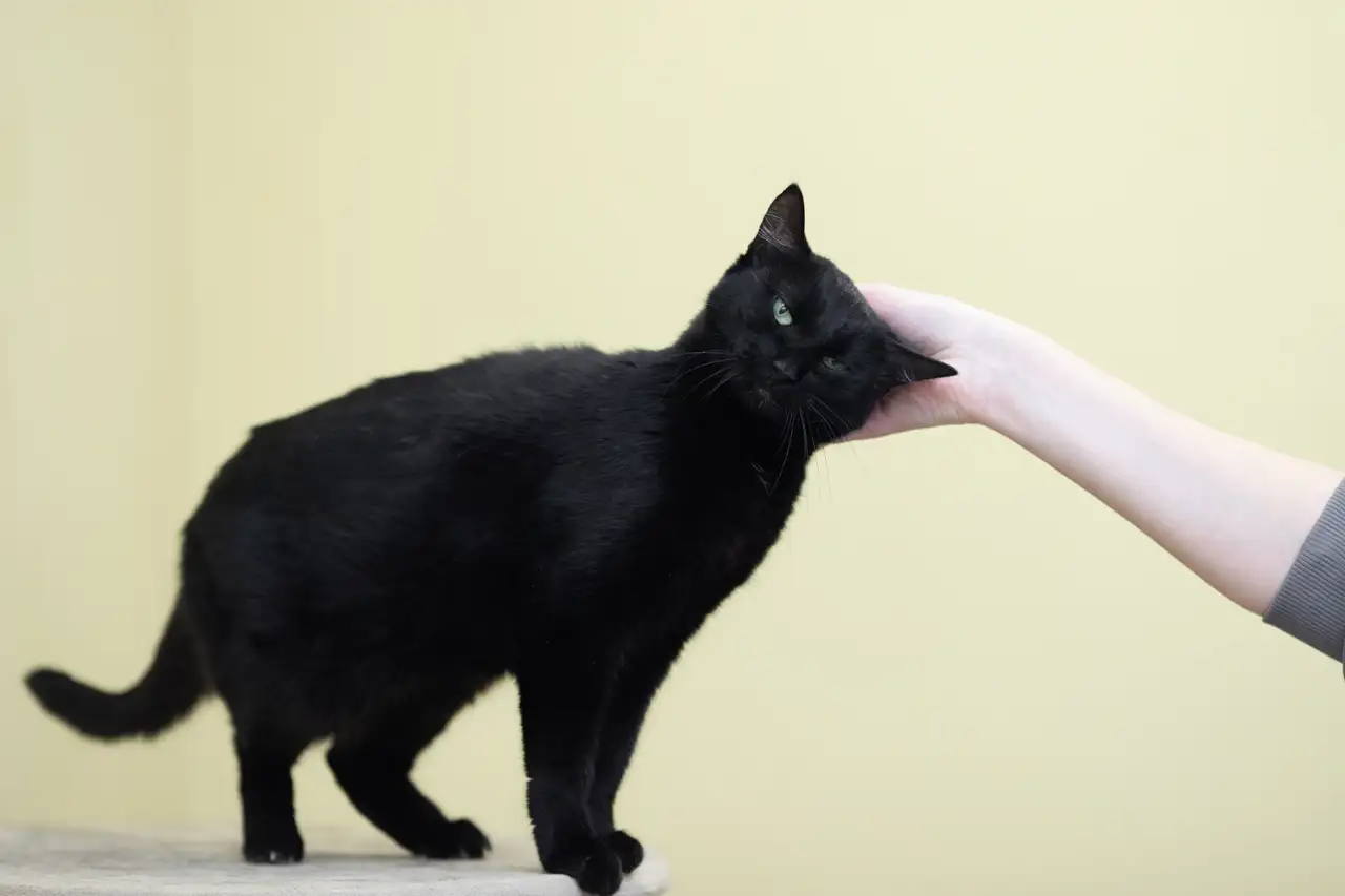 Кошка Багира - фото 4