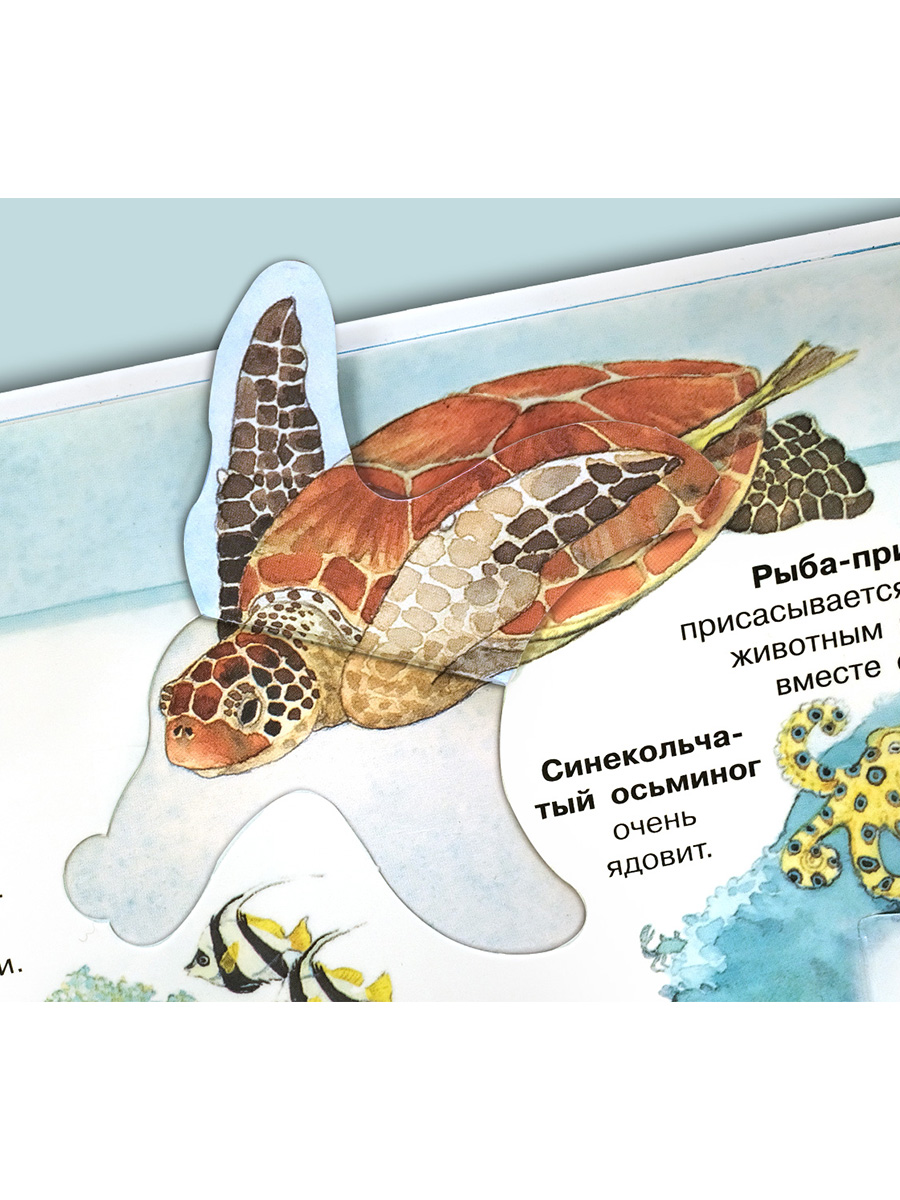 Книга Омега-Пресс Энциклопедия для детей с окошками Мир морских животных - фото 5