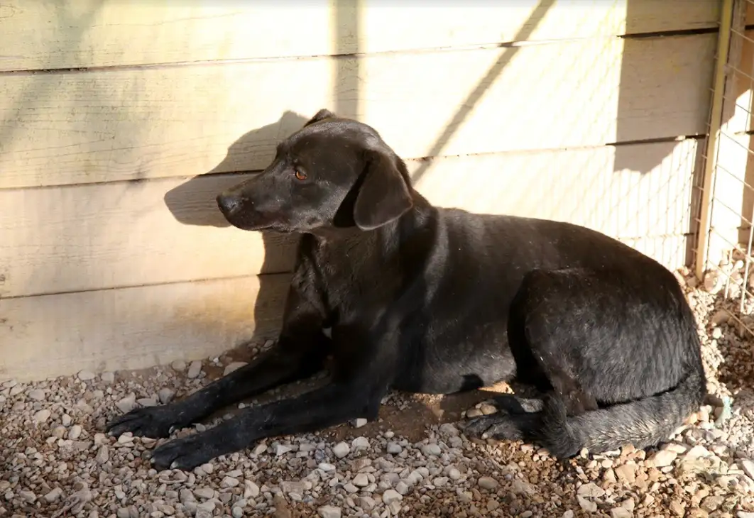 Собака Вилли - фото 5