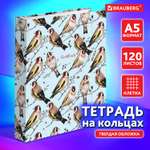 Тетрадь со сменным блоком Brauberg клетка 120 лист.