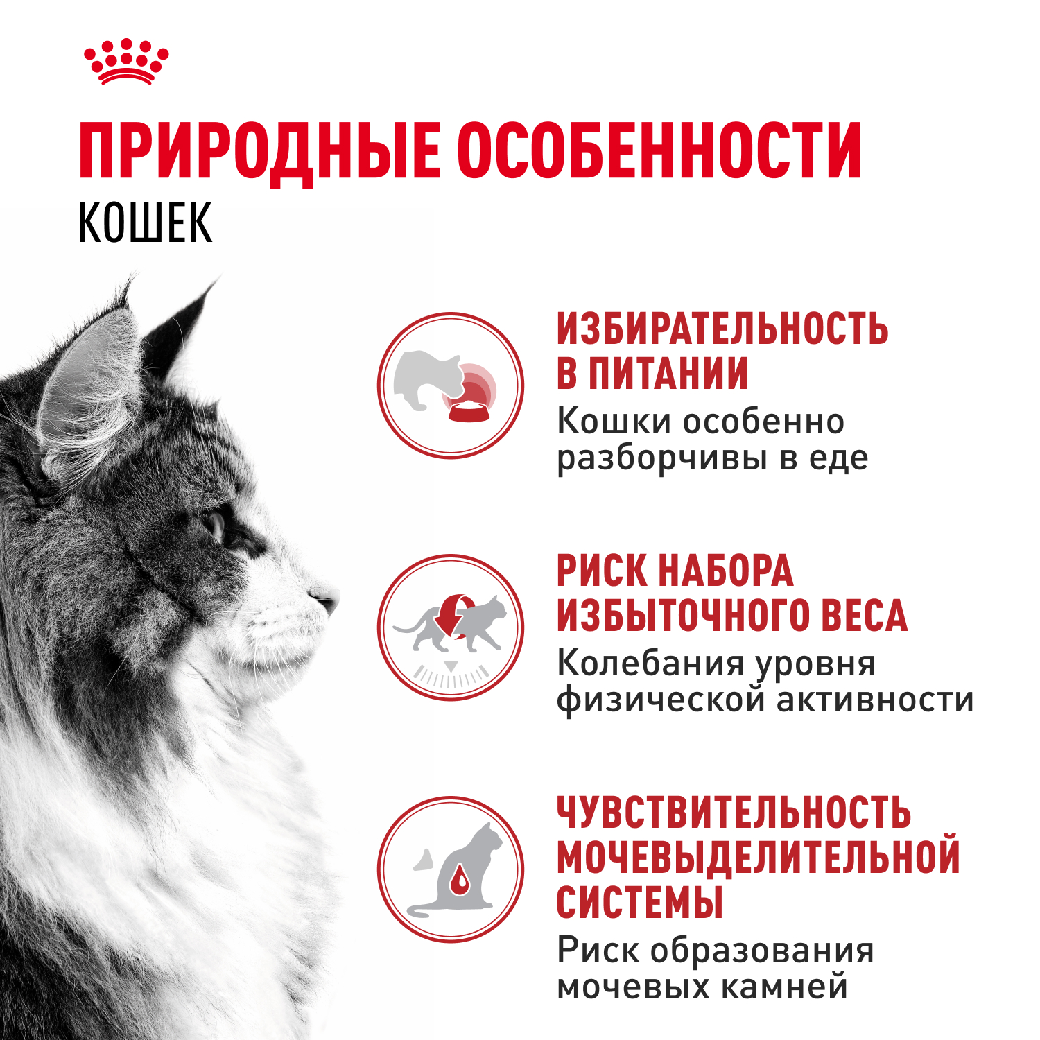 Корм влажный для кошек ROYAL CANIN Instinctive 85г соус пауч - фото 2