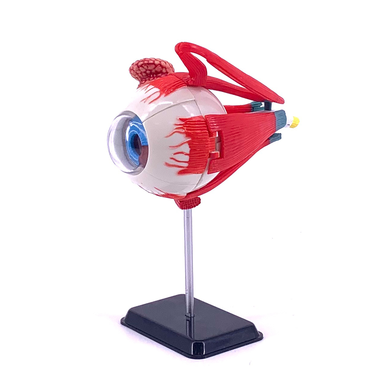Наглядное пособие EDU-TOYS - фото 2